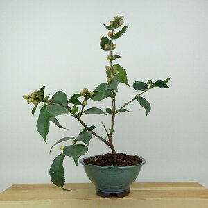 ~  [K[x  27cm ΂ Camellia japonica coL ɒW sN d ɏ coL Ύ Ϗܗp i 