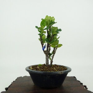 ~ q  12cm Ȃ Gardenia jasminoides N`iV AJl N`iV Ύ Ϗܗp i i