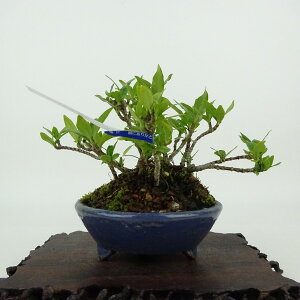 ~ q  9cm Ȃ Gardenia jasminoides N`iV AJl N`iV Ύ Ϗܗp i i 