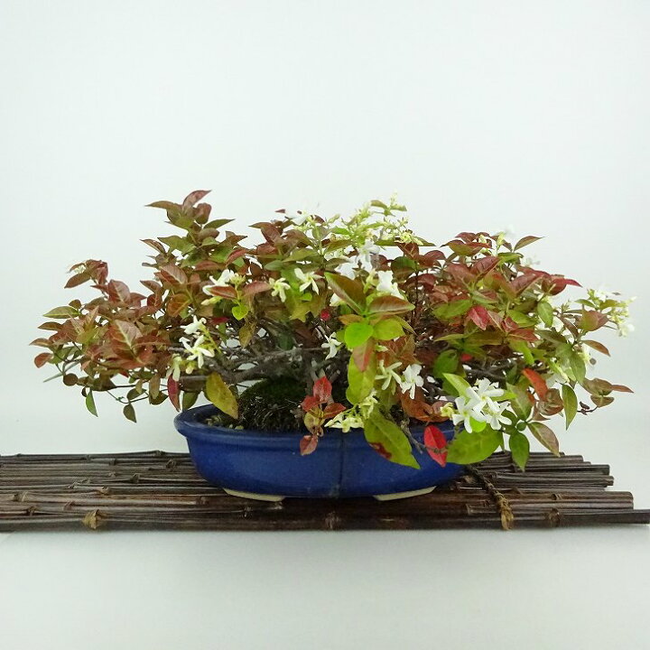 楽天市場】盆栽 定家葛 樹高 約15cm ていかかずら Trachelospermum 