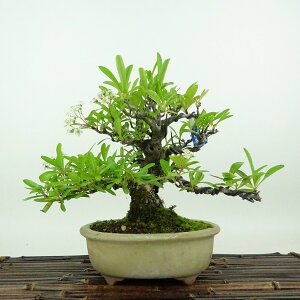 ~ sJT  17cm Pyracantha o Ύ Ϗܗp i i 