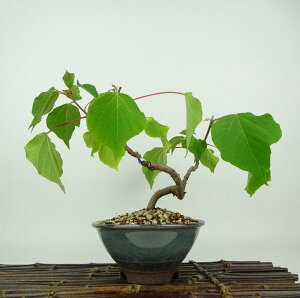 ~ ԉ蔐  20cm ߂ Mallotus japonicus AJKV gE_COT AJKV t Ϗܗp i i 