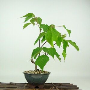 ~ ԉ蔐  30cm ߂ Mallotus japonicus AJKV gE_COT AJKV t Ϗܗp i 