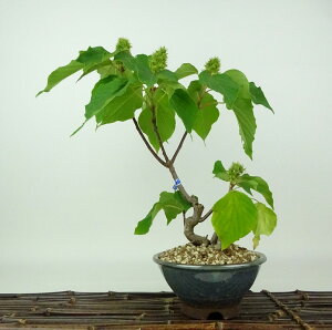 ~ ԉ蔐  30cm ߂ Mallotus japonicus AJKV gE_COT AJKV t Ϗܗp i 