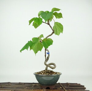~ ԉ蔐  32cm ߂ Mallotus japonicus AJKV gE_COT AJKV t Ϗܗp i 