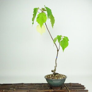 ~ ԉ蔐  43cm ߂ Mallotus japonicus AJKV gE_COT AJKV t Ϗܗp i 