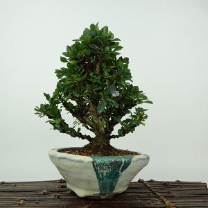 ~ ږ  17cm ߂ Berberis thunbergii M M t Ϗܗp i i 