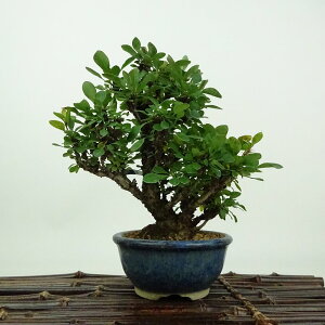盆栽 目木 樹高 約14cm めぎ Berberis thunbergii メギ メギ科 落葉樹 観賞用 小品 現品 送料無料