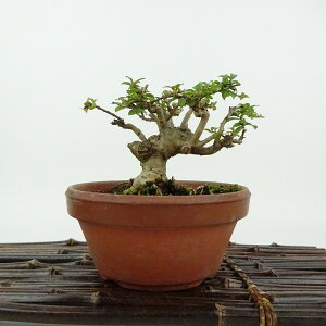 ~ Sg  8cm 邷ׂ Lagerstroemia indica TXx [ ~\nM TXx t Ϗܗp i i 