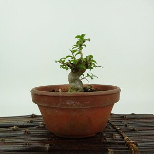 ~ Sg  9cm 邷ׂ Lagerstroemia indica TXx [ ~\nM TXx t Ϗܗp i i 