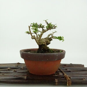 ~ Sg  8cm 邷ׂ Lagerstroemia indica TXx [ ~\nM TXx t Ϗܗp i i 