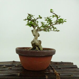 ~ Sg  12cm 邷ׂ Lagerstroemia indica TXx [ ~\nM TXx t Ϗܗp i i 