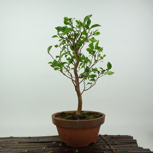 ~ P  29cm Ђ߂ Stewartia monadelpha qV coL iccoL t Ϗܗp i