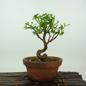 ~ P  18cm Ђ߂ Stewartia monadelpha qV coL iccoL t Ϗܗp i i 