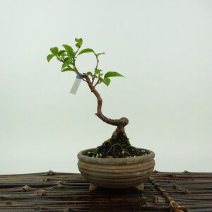 ~ P  14cm Ђ߂ Stewartia monadelpha qV coL iccoL t Ϗܗp i i 