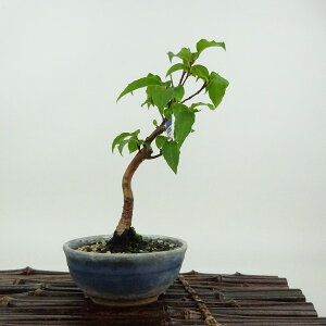 ~ P  14cm Ђ߂ Stewartia monadelpha qV coL iccoL t Ϗܗp i i