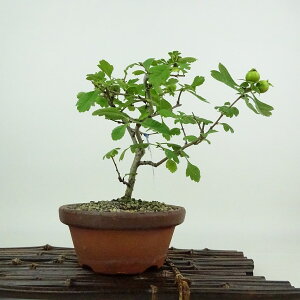~ Rq  16cm 񂴂 Crataegus cuneata TUV  o TUV t Ϗܗp i i