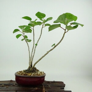~ lp   23cm ͂܂ڂ Hibiscus hamabo n}{E gt AIC t Ϗܗp i