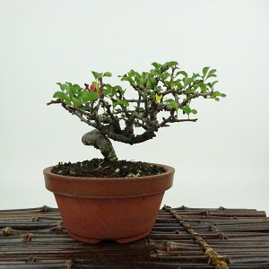 ~ ~ ~  10cm 傤΂ Chaenomeles japonica 'Chojubai' `EWoC o {P t Ϗܗp i i 
