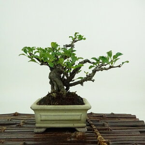 ~ ~ ~  10cm 傤΂ Chaenomeles japonica 'Chojubai' `EWoC  o {P t Ϗܗp i i