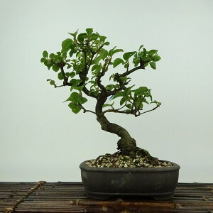 ~ K}Y~ ؎R  20cm Viburnum dilatatum ܂ vN\E K}Y~ t gt Ϗܗp i i 