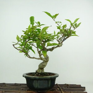 ~   24cm ނ炳 TLVLu N}cd TLVLu t ӏܗp Ϗܗp i