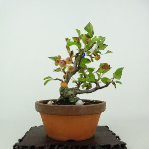 ~ C  13cm ǂ Malus micromalus JChE o t ӏܗp Ϗܗp i i 