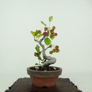 ~ C  14cm ǂ Malus micromalus JChE o t ӏܗp Ϗܗp i i 