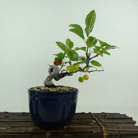 盆栽 冬林檎 樹高 約 19cm りんご Malus prunifolia リンゴ バラ科 リンゴ属 落葉樹 鑑賞用 観賞用 小品 現品 送料無料