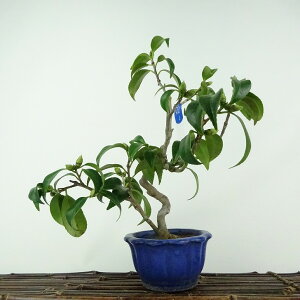 ~  ̏  25cm ΂ Camellia japonica coL coL Ύ ӏܗp Ϗܗp i 