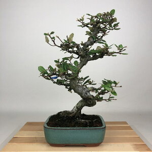 ~   31cm 񂮂 Elaeagnus JO~ O~ Ύ Ϗܗp i