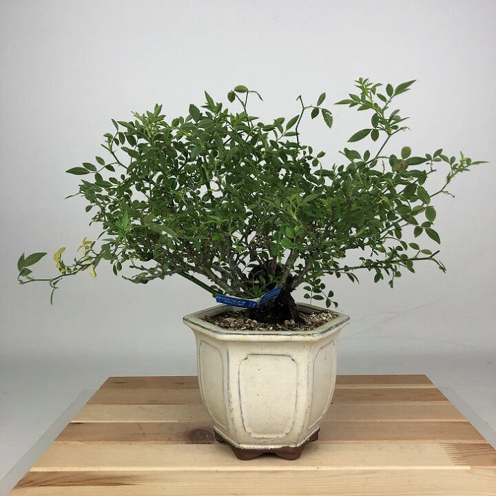 楽天市場】盆栽 薔薇 雅薔薇 樹高 約20cm ばら Rosa バラ 雅 バラ科 
