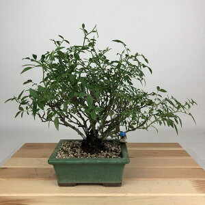 盆栽 薔薇 雅薔薇 樹高 約20cm ばら Rosa バラ 雅 バラ科 落葉樹 観賞用 小品 現品
