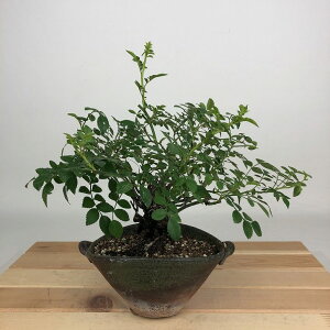 ~ KN KN  19cm ΂ Rosa  o o t Ϗܗp i i 