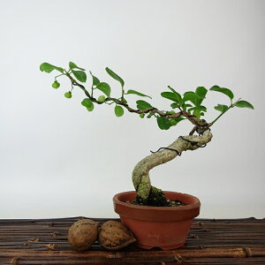 ~ ^|  13cm ܂ Euonymus sieboldianus }~  gt jVLM tLt Ϗܗp i i