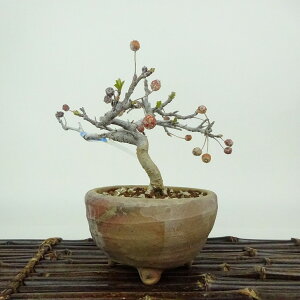 ~ _  11cm  Malus toringo Y~ o t Ϗܗp i i 