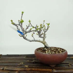 ~ _  11cm  Malus toringo Y~ o t Ϗܗp i i 
