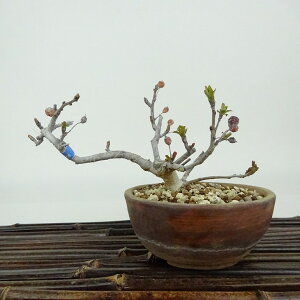 ~ _  8cm  Malus toringo Y~ o t Ϗܗp i i 