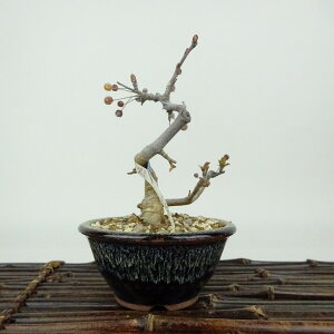 ~ _  10cm  Malus toringo Y~ o t Ϗܗp i i 