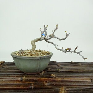 ~ _  7cm  Malus toringo Y~ o t Ϗܗp i i 