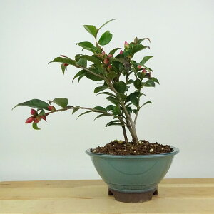 ~  `̏t  20cm ΂ Camellia japonica coL F d sN coL Ύ Ϗܗp i i 