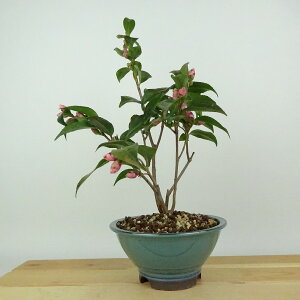 ~  [t[  25cm ΂ Camellia japonica coL F d sN coL Ύ Ϗܗp i 