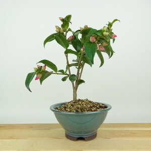 ~  `̏  19cm ΂ Camellia japonica coL W sN d coL Ύ Ϗܗp i i 