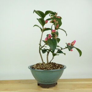 ~  `̏  19cm ΂ Camellia japonica coL W sN d {JV coL Ύ Ϗܗp i i 