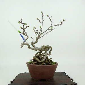 ~ ~[  14cm 邤߂ǂ Celastrus orbiculatus cEhL  鐫 jVLM cEhL t Ϗܗp i i 