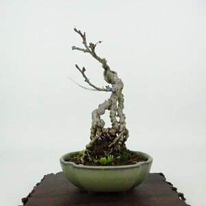 ~ ~[  11cm 邤߂ǂ Celastrus orbiculatus cEhL  鐫 jVLM cEhL t Ϗܗp i i 