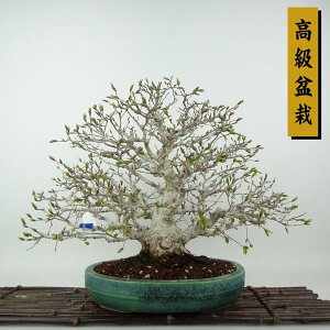 ~ l  31cm 킵 ~ Carpinus turczaninovii CVf JomL t Ϗܗp i