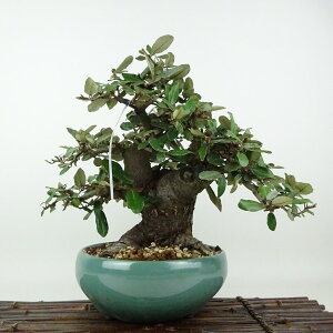 ~   23cm 񂮂 Elaeagnus JO~ O~ Ύ Ϗܗp i
