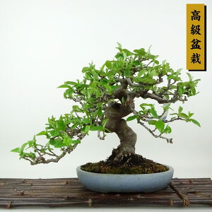 ~ ԗ  21cm  ~ Pseudocydonia sinensis J o t Ϗܗp i