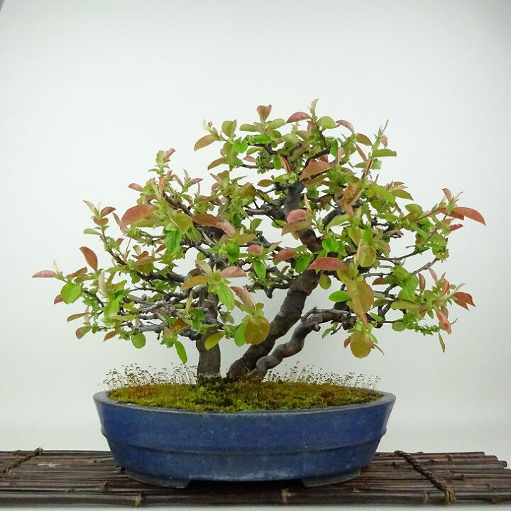 楽天市場】盆栽 花梨 樹高 約31cm かりん Pseudocydonia sinensis 